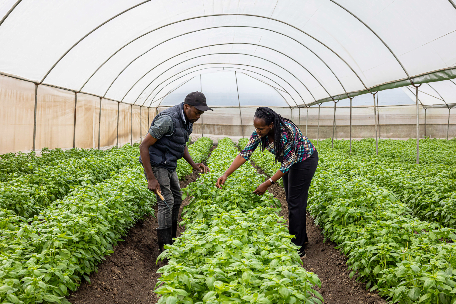 Diana Muthee, a Kenyan woman entrepreneur picks herbs from the rows of her sustainable herb farm with a man, who is also picking herbs.