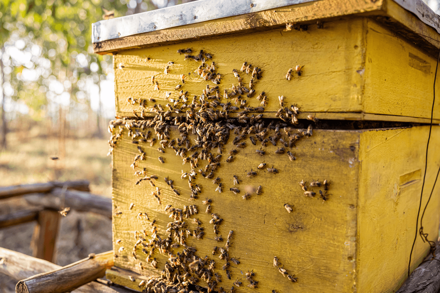 Beehive swarming with bees.